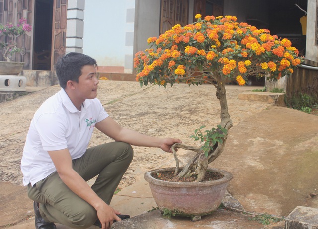 Nông dân biến cây hoa dại thành bonsai ngũ sắc tiền triệu - 6