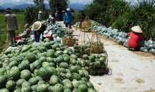 cao bang xuat hien o dich ta lon chau phi