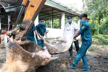 Dịch tả lợn châu Phi bùng phát khắp Hà Nội