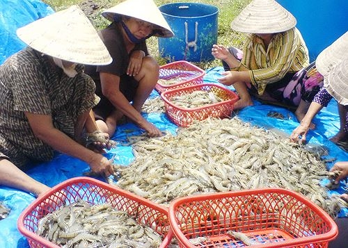 gia ca phe va tom nguyen lieu nguoc chieu tang giam