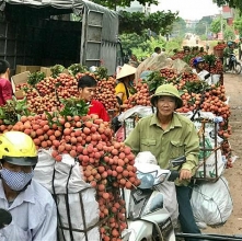 vi sao gia vai thieu vao thi truong singapore cao