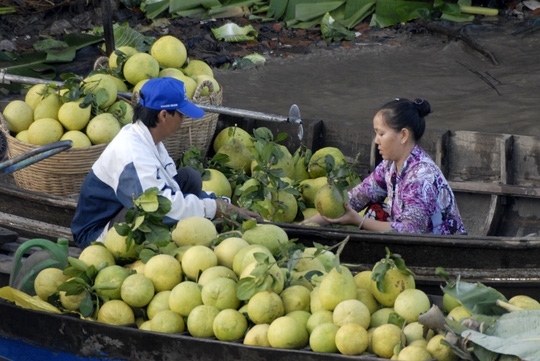 giai phap tang kim ngach xuat khau cho vua trai cay lon nhat ca nuoc