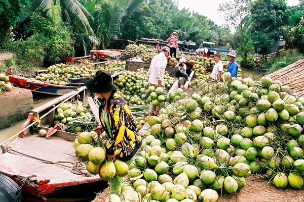 giai phap de cay an trai khong chiu canh duoc mua mat gia