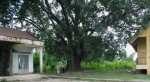 Đắk Lắk: Cây bồ đề 132 năm trở thành cây di sản Việt Nam