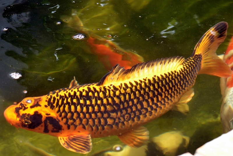 ca koi viet lap ky tich tai young koi show 2017