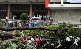 TP HCM: Hàng loạt cây đổ do mưa to, gió giật mạnh