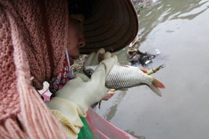 nguoi ha noi tha ca chep tien ong tao ve troi