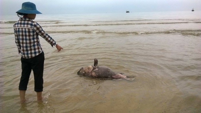 ca chet o quang binh do nguon nuoc bi o nhiem