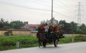 Kiếm sống bằng… "luộc"  vòng hoa đám tang