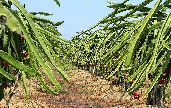 diem tin kinh te ngay 245 gia vang dong loat phuc hoi