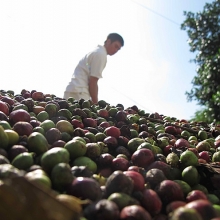 Đã đến lúc nâng giá trị thương hiệu cà phê Việt