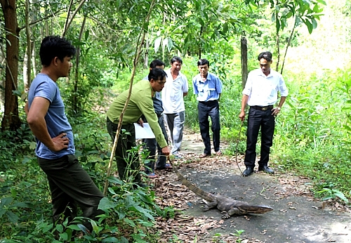 Kỳ đà hoa 11 kg 