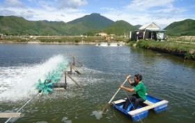 Nông dân Đà Nẵng trúng đậm mùa tôm