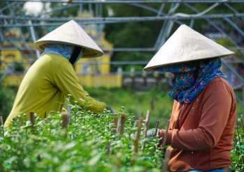 Nông dân vùng trồng hoa Đà Nẵng thấp thỏm chờ thương lái