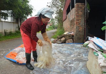 "Lộc biển" ở Đồ Sơn!