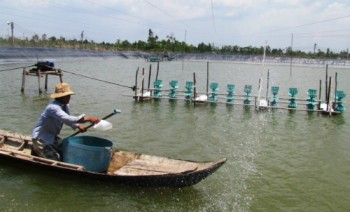 Thu trăm triệu nhờ nuôi tôm lót bạt