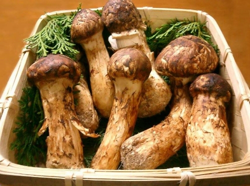 Vài chục triệu đồng một kg nấm matsutake