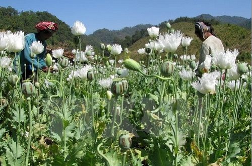 thuoc phien cuu tinh cua nguoi dan ngheo doi myanmar