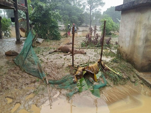 yen bai lu keo den dot ngot nguoi dan khong kip tro tay