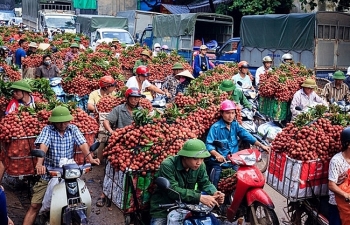 Tin tức kinh tế ngày 11/6: Thương nhân Trung Quốc tranh nhau mua vải thiều Bắc Giang