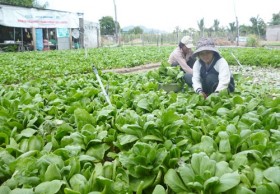 47,5 tỉ đồng cho sản xuất rau an toàn ở Hà Nội