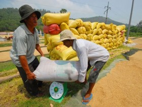 Năm 2013, xuất khẩu gạo gặp khó