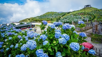 Chiêm ngưỡng vẻ đẹp của hoa cẩm tú cầu trên đỉnh Mẫu Sơn