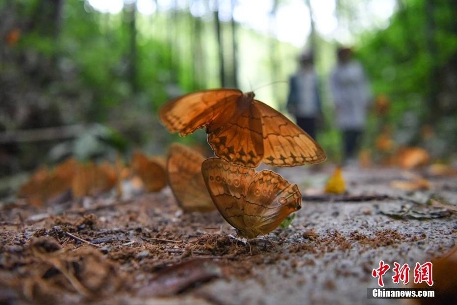 Thiên đường bươm bướm lớn nhất thế giới tại Vân Nam, Trung Quốc