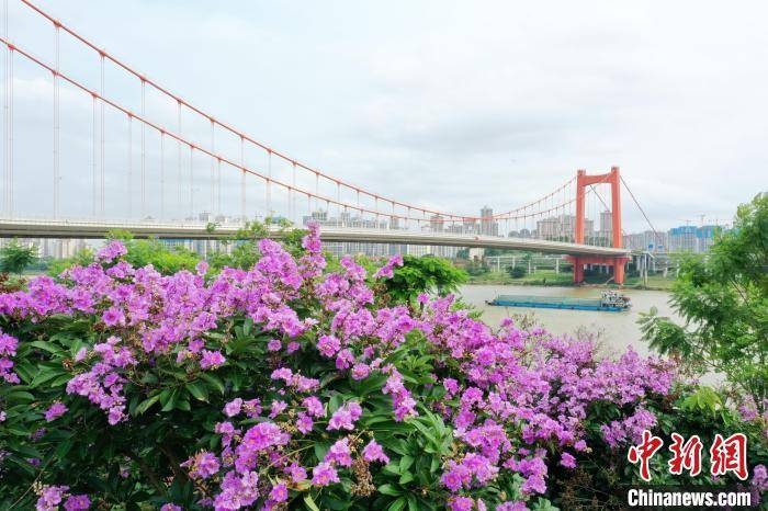 Trung Quốc: Thành phố Nam Ninh tràn ngập sắc hoa bằng lăng tím