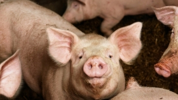 Giá thịt lợn ở Áo tăng chóng mặt