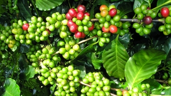 Giá cà phê hôm nay 23/6: Tăng mạnh 500 đồng/kg tại các địa phương thu mua trọng điểm