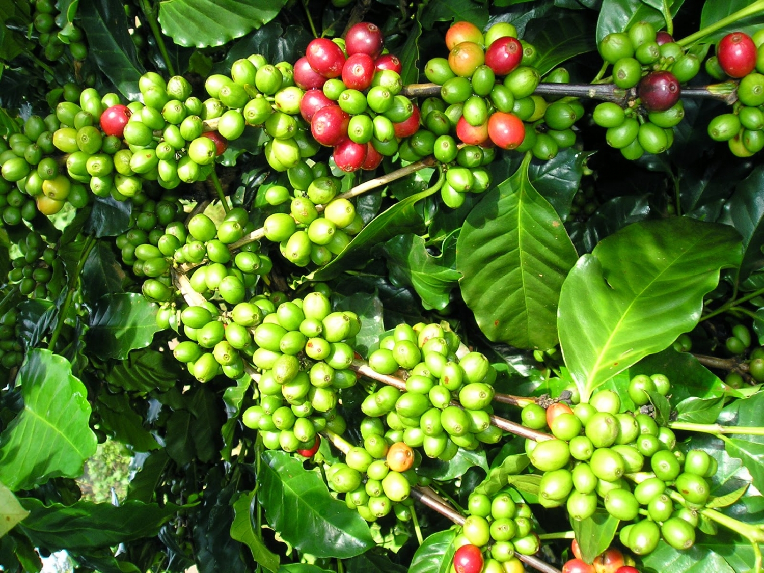 Giá cà phê hôm nay 7/7: Cà phê trong nước giảm 400 đồng/kg ở địa phương trọng điểm