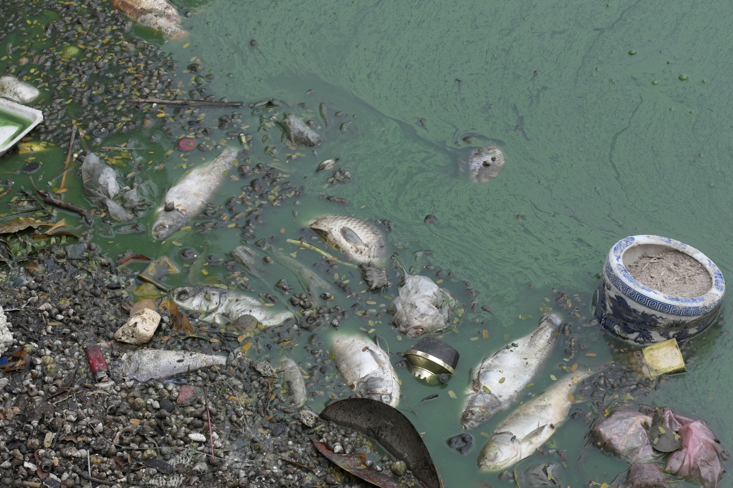 Hiện tượng cá chết tại một số khu vực ven Hồ Tây.