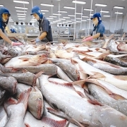 Tin tức kinh tế ngày 14/11: Xuất khẩu cá tra giảm tốc