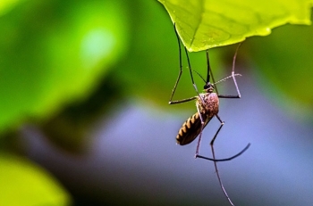 Ngăn muỗi tìm bạn tình bằng âm thanh