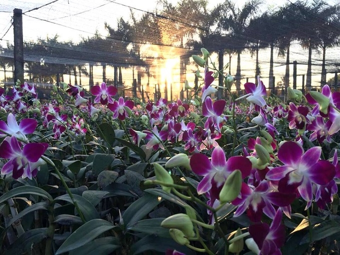 Đến Điền Lan Thôn Trang ngắm hoa lan cùng với khung cảnh hữu tình