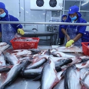 Tin tức kinh tế ngày 16/12: Xuất khẩu cá tra lập kỷ lục
