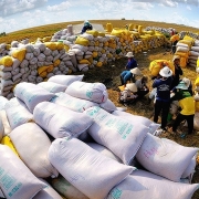 Tin tức kinh tế ngày 24/12: Giá gạo tăng mạnh