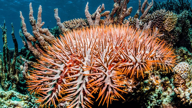 Cứu rạn san hô lớn nhất thế giới