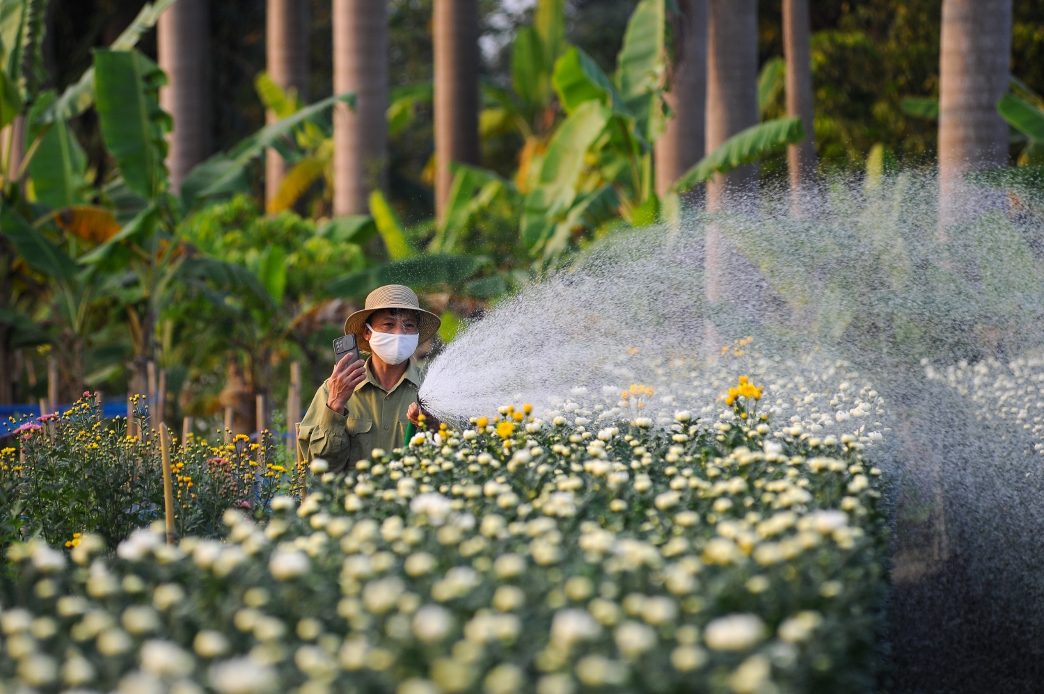 Làng hoa Tây Tựu vào vụ Tết: Hoa cúc được mùa, hoa ly mất giá