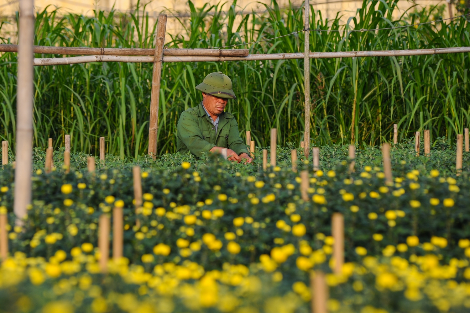 Làng hoa Tây Tựu vào vụ Tết: Hoa cúc được mùa, hoa ly mất giá