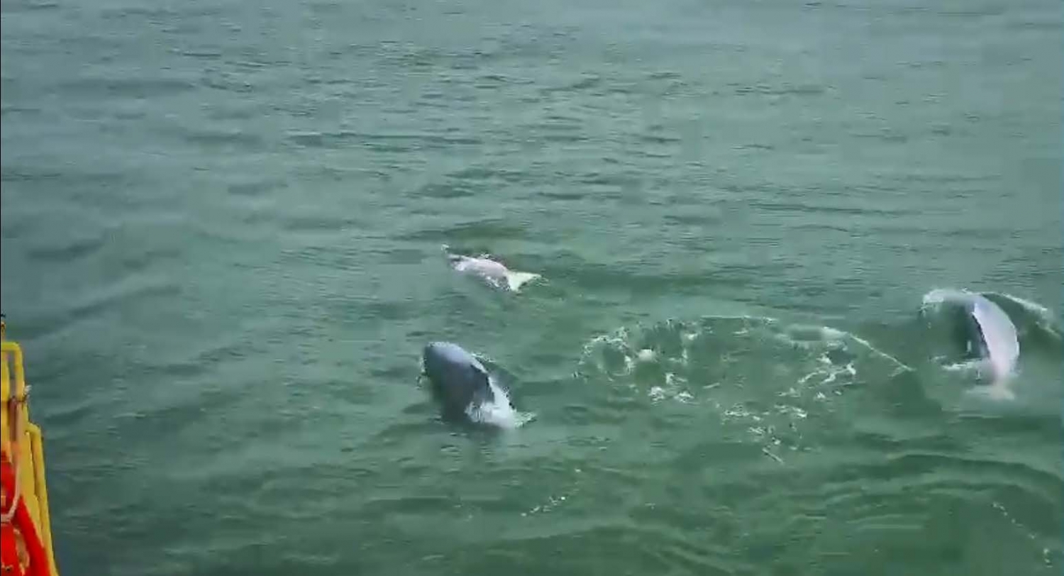 Video 2: Đàn cá heo 5 cá thể ngoi lên chào đón thuỷ thủ đoàn và CBCNV đang thực hiện nhiệm vụ chuyển tải LPG