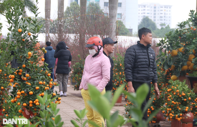 Khách xem quất tại một điểm bán ở quận Long Biên. Những cây quất to có giá lên tới hàng triệu đồng nhưng khách chỉ xem, không mua nhiều.