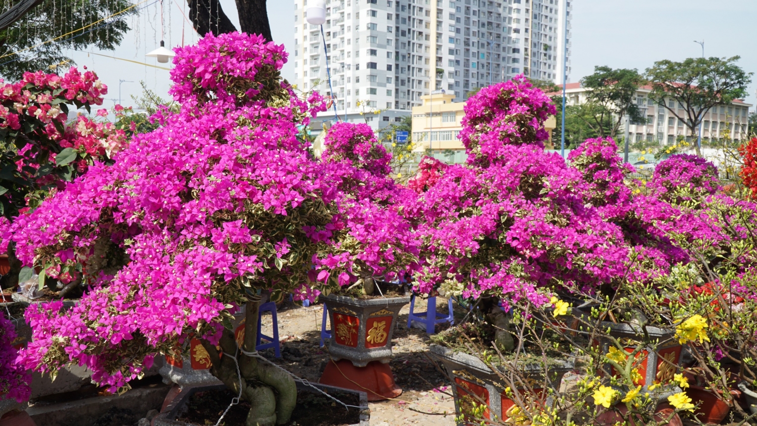 Ngắm chợ hoa “Trên bến dưới thuyền” giữa Sài Gòn