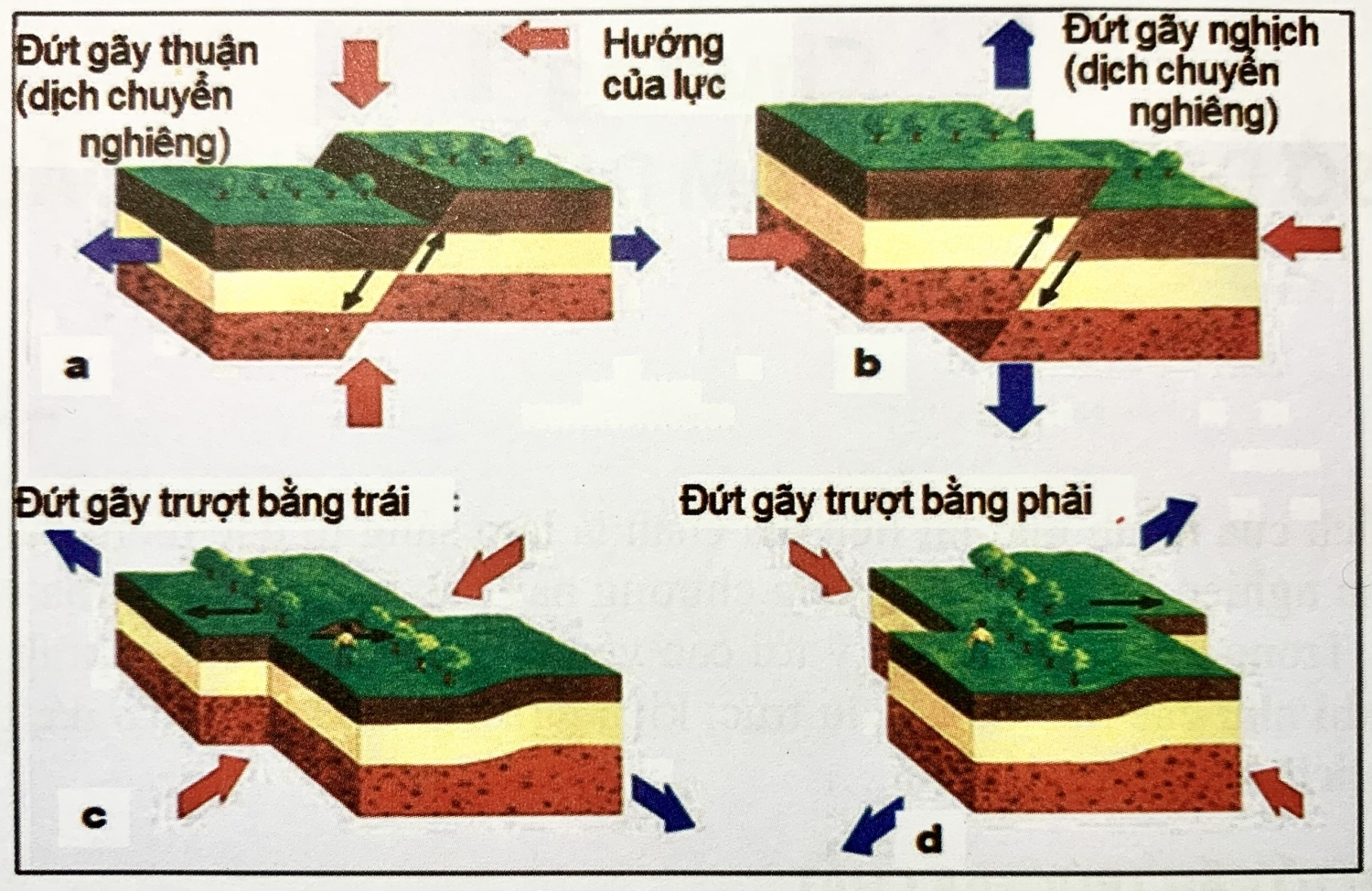 Mô hình địa chất  Fine