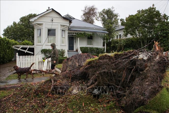 Cây cối bị quật đổ do bão Gabrielle tại Auckland, New Zealand, ngày 13/2/2023. Ảnh: THX/TTXVN