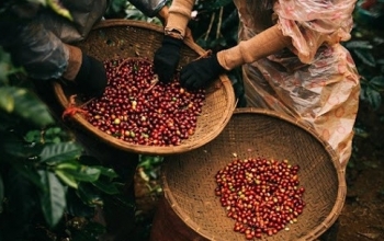 Tin tức kinh tế ngày 18/2: Trung Quốc giảm nhập khẩu cà phê từ Việt Nam