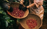 Tin tức kinh tế ngày 18/2: Trung Quốc giảm nhập khẩu cà phê từ Việt Nam