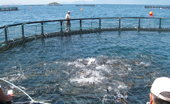 Bình Định có nhiều lợi thế để phát triển nghề nuôi biển