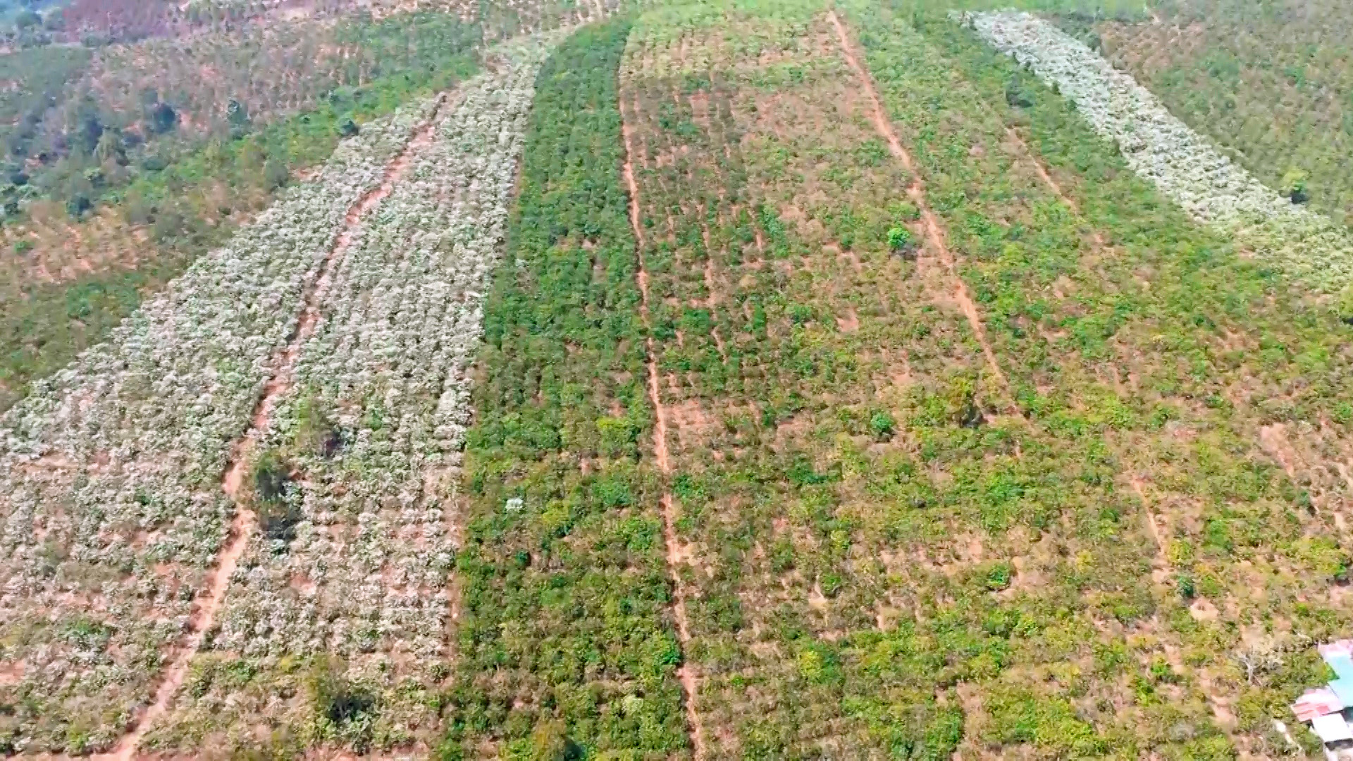 Mùa hoa cà phê Tây Nguyên Mùa hoa cà phê Tây Nguyên